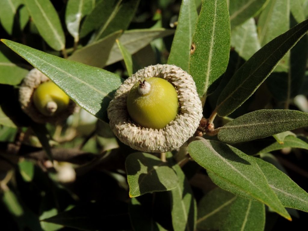 Quercus ilex