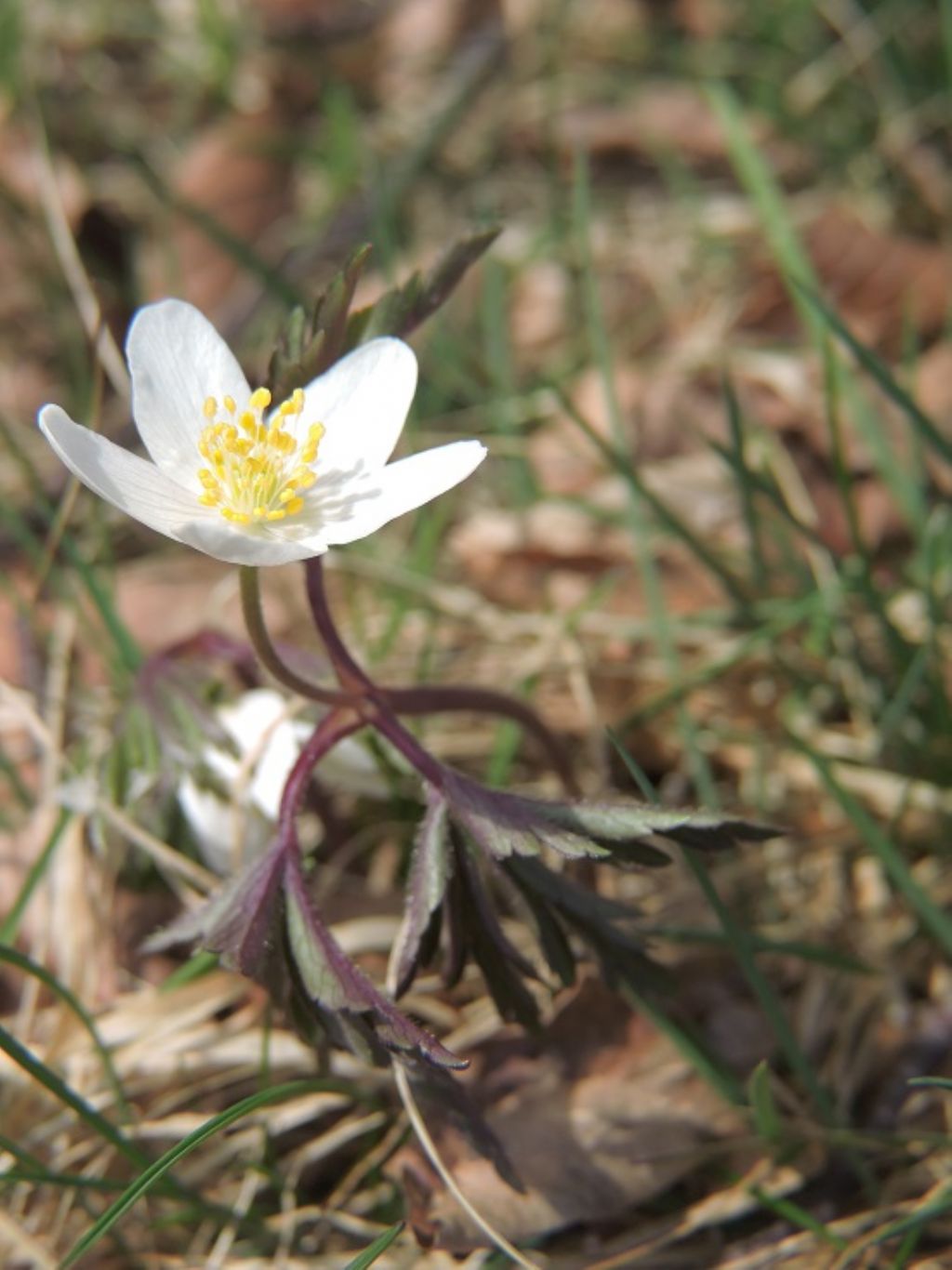 Anemonoides nemorosa