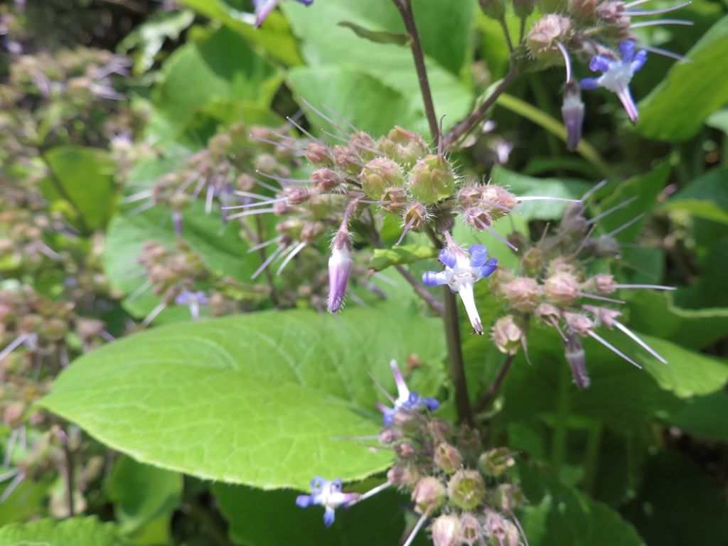 Prima pianta da Villa Serra (GE) - Trachystemon orientalis