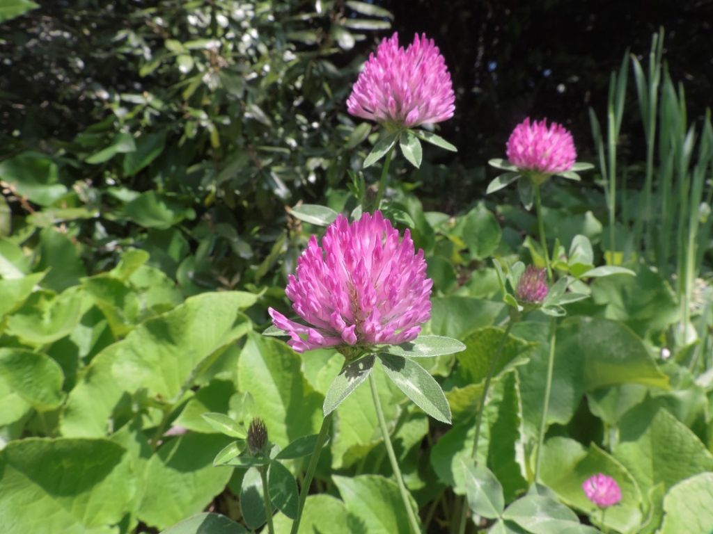 Seconda pianta di Villa Serra (GE)- Trifollium pratensis