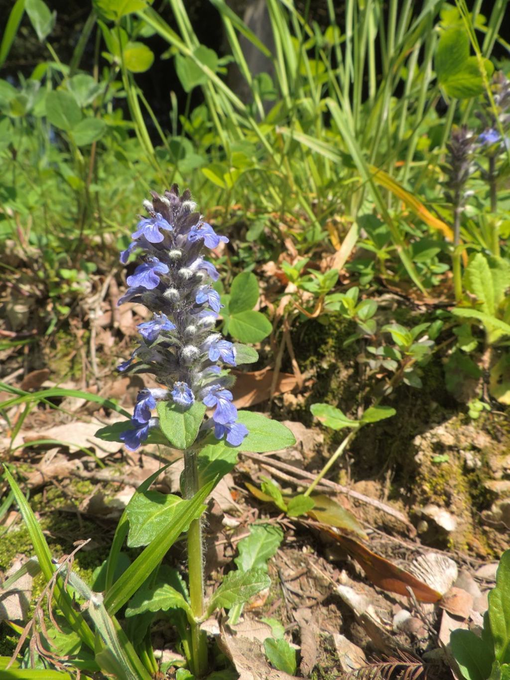 Ajuga reptans / Iva comune