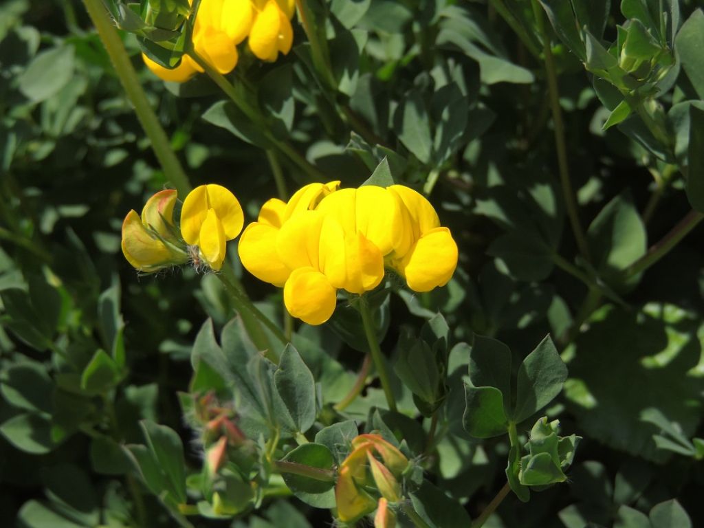 Comago (GE)- Lotus corniculatus