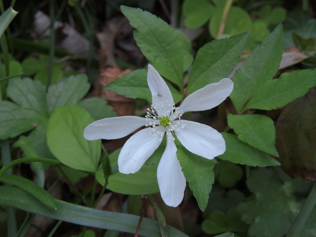 Anemonoides trifolia