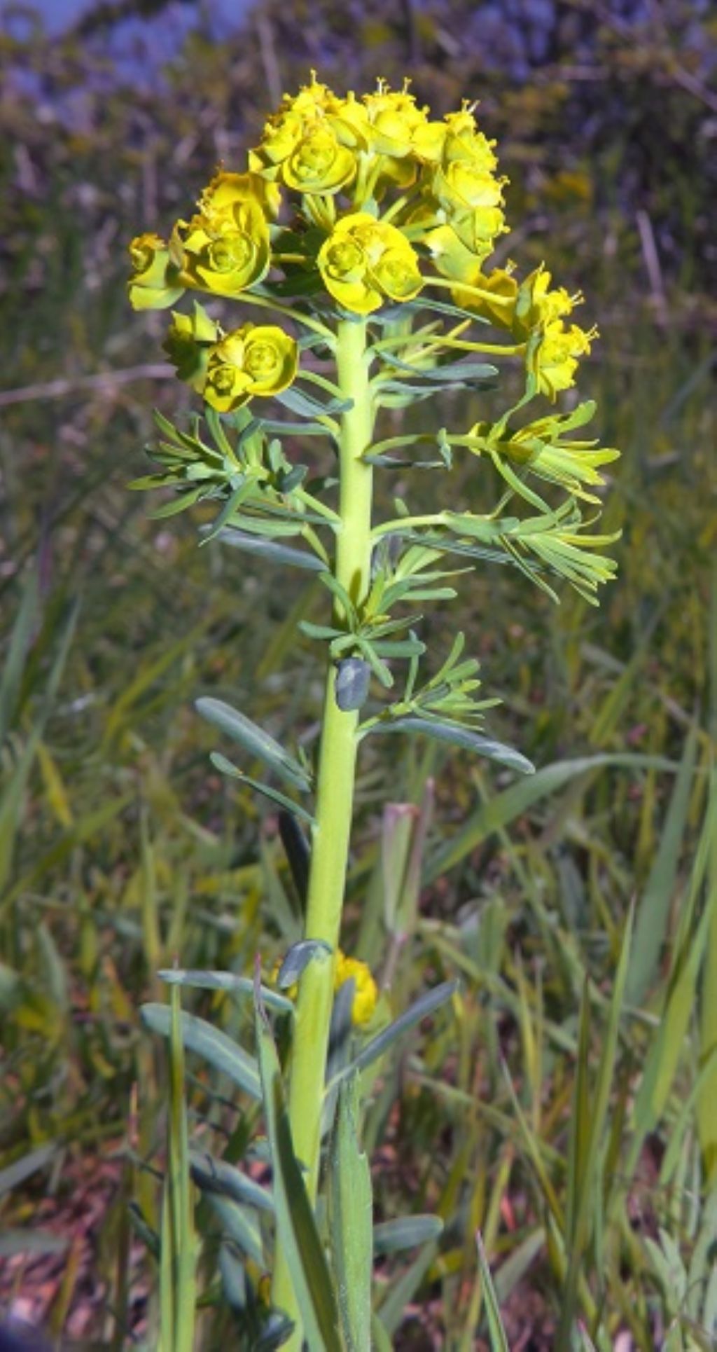 Euphorbia cyparissias