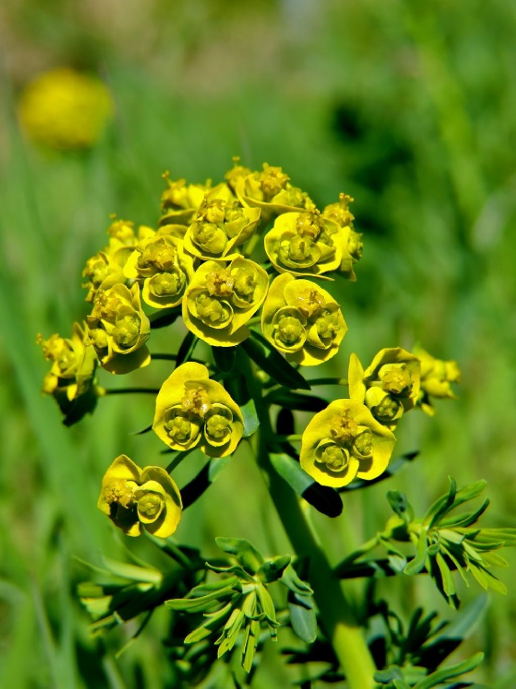 Euphorbia cyparissias