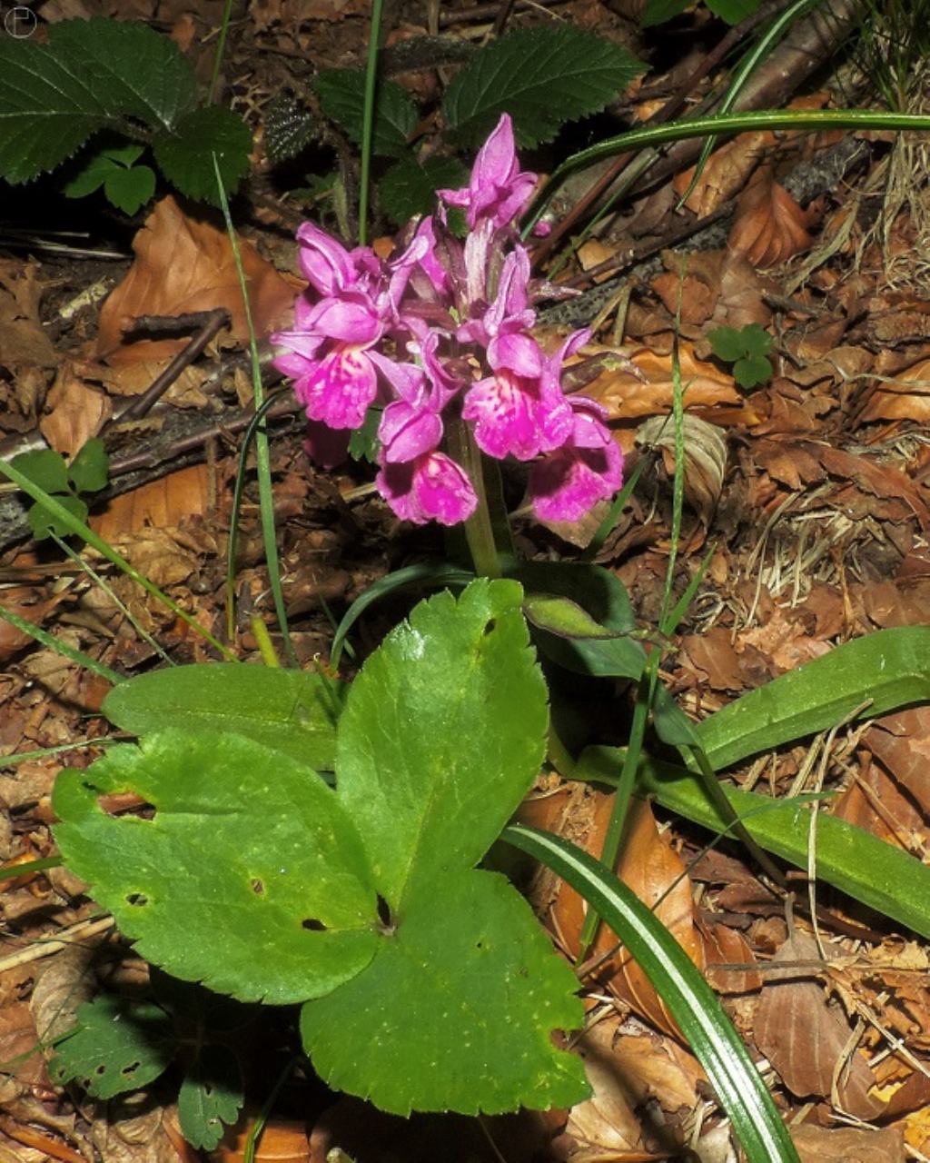 Gorzente 13 5 15 - Dactylorhiza sambucina