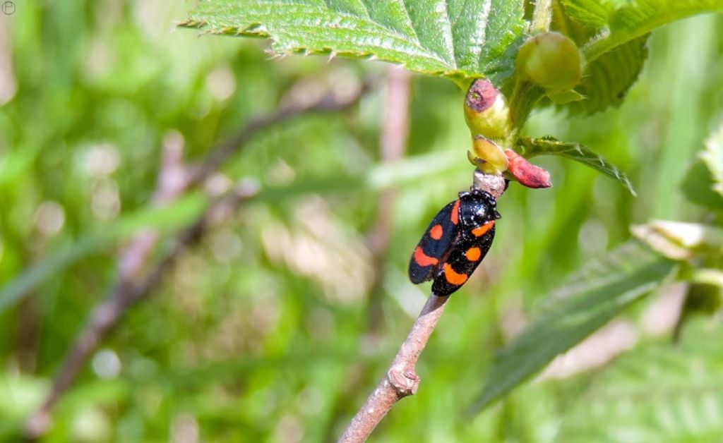 Cercopis sp.