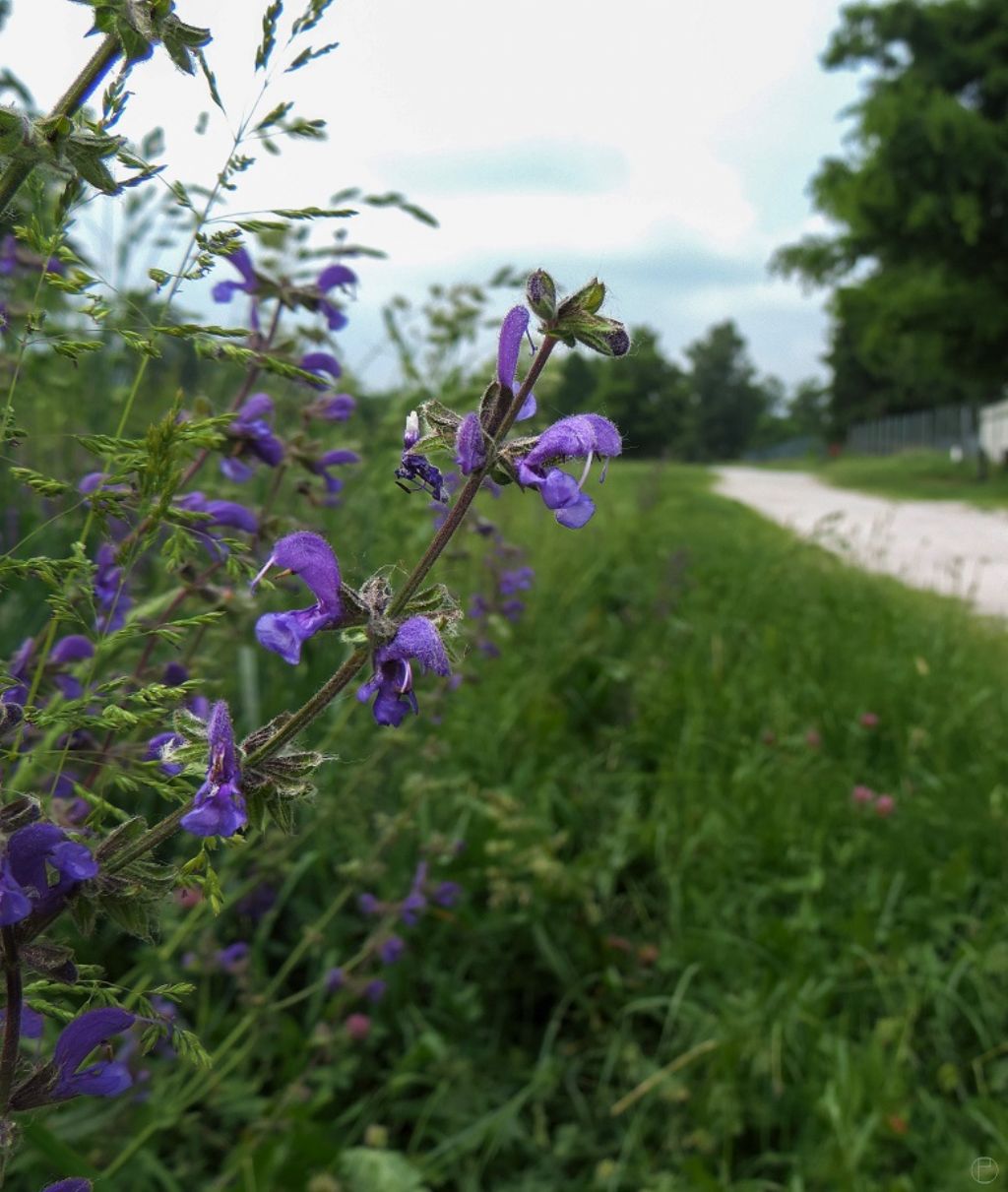 Pianta vicino Cuneo - Salvia pratensis