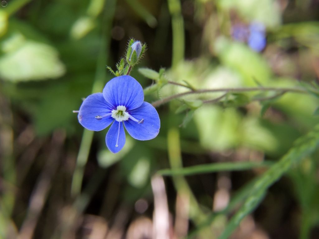 Veronica chamaedrys / Veronica comune