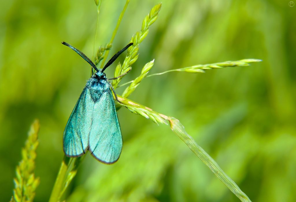 Adscita/Jordanita sp. e Zygaena (Mesembrynus) purpuralis