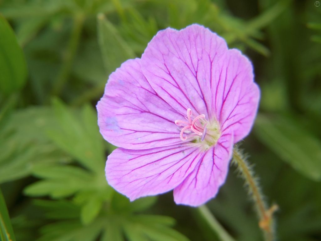 Geranium sanguineum (Geraniaceae)