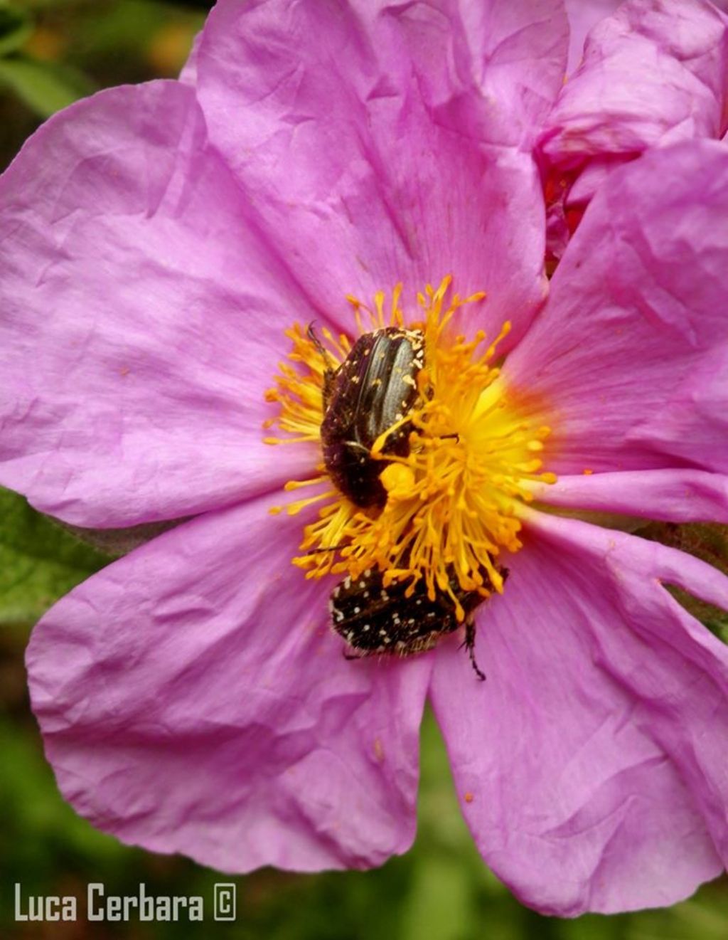 Oxythyrea funesta, Cetoniidae