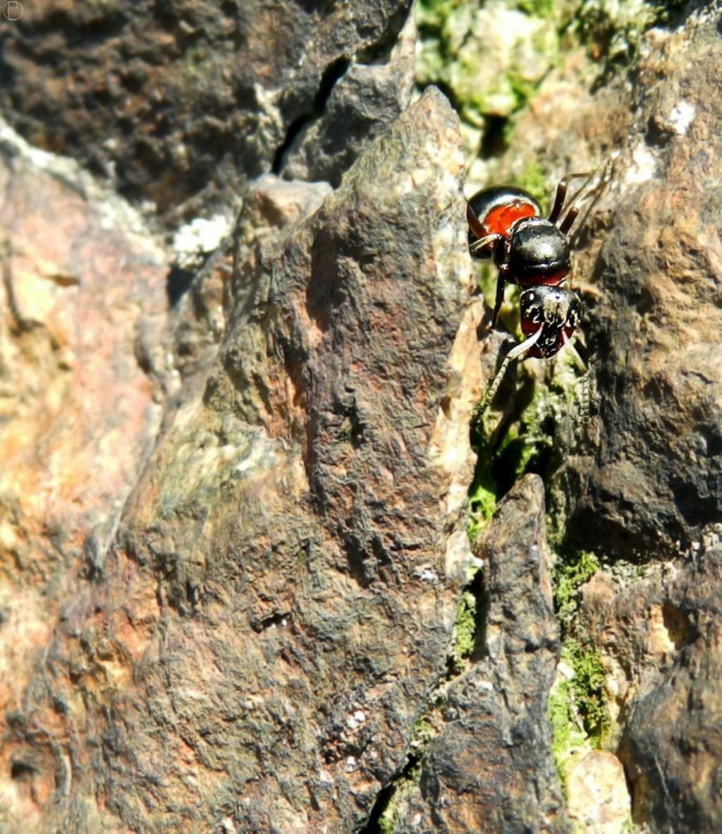 regina di Formica (Formica) sp.  (Formicidae)