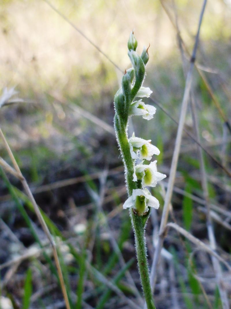 la mia prima Spiranthes spiralis