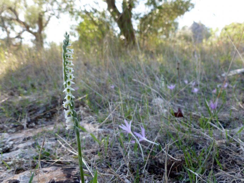 la mia prima Spiranthes spiralis