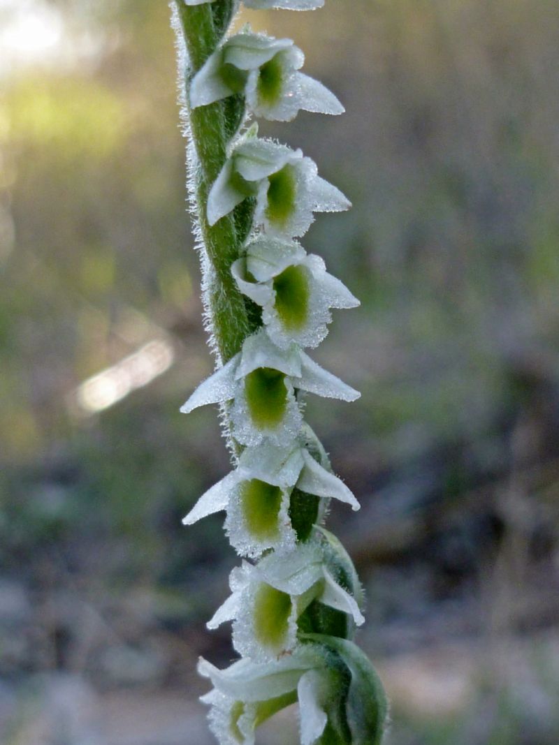 la mia prima Spiranthes spiralis