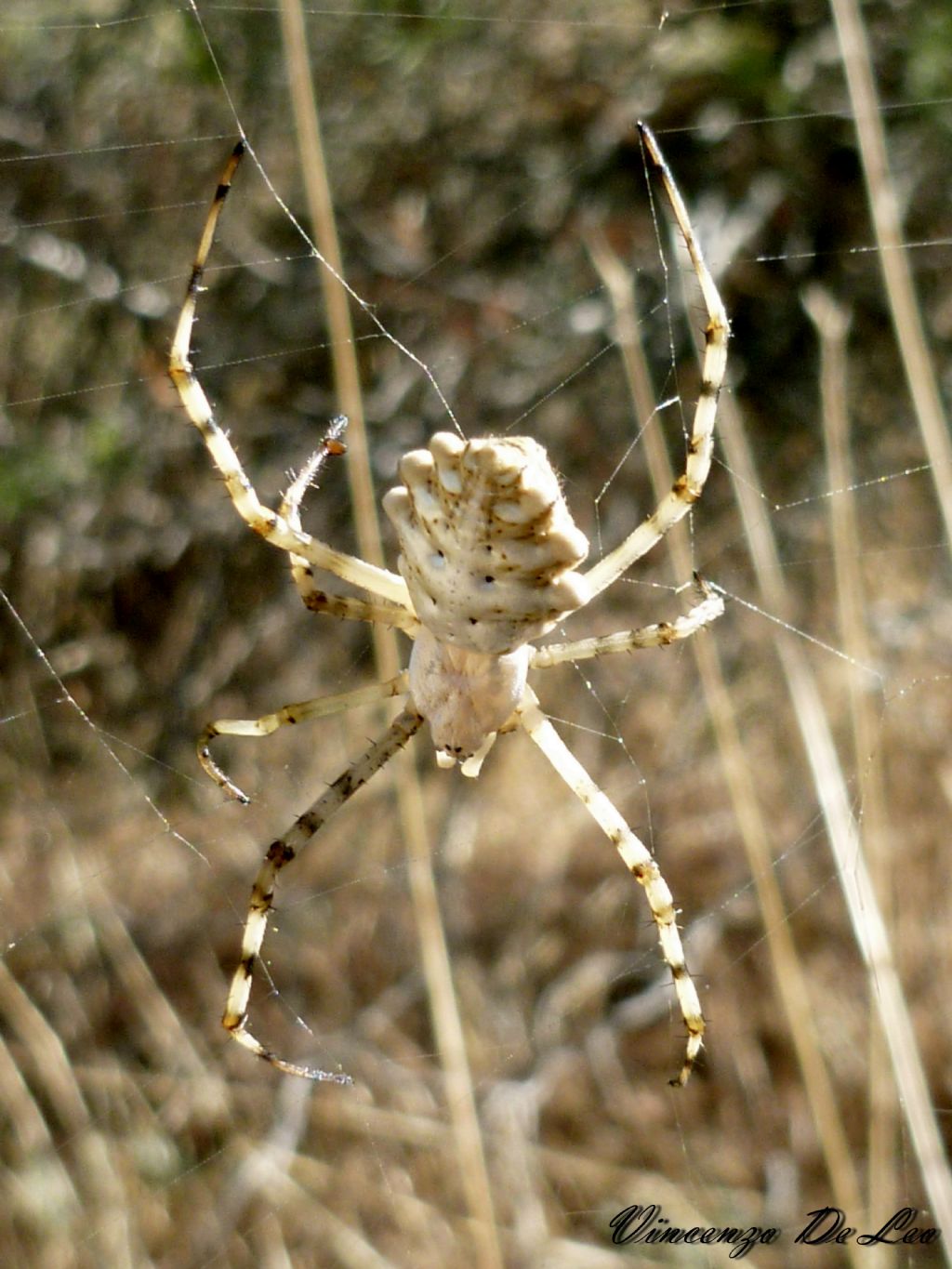 Argiope lobata