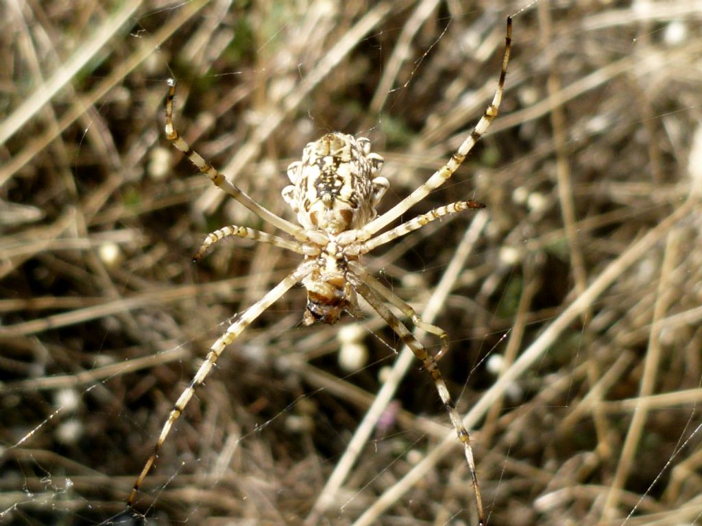 Argiope lobata