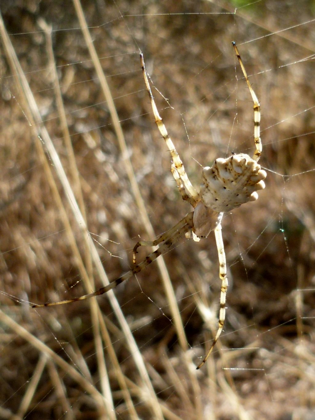 Argiope lobata