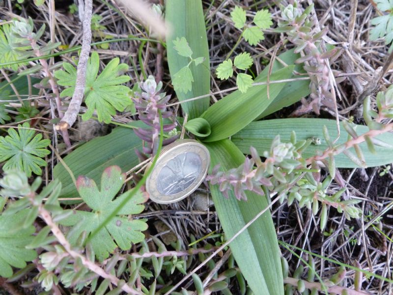 Rosette basali dal Salento