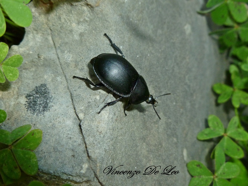 ID: Ablattaria laevigata