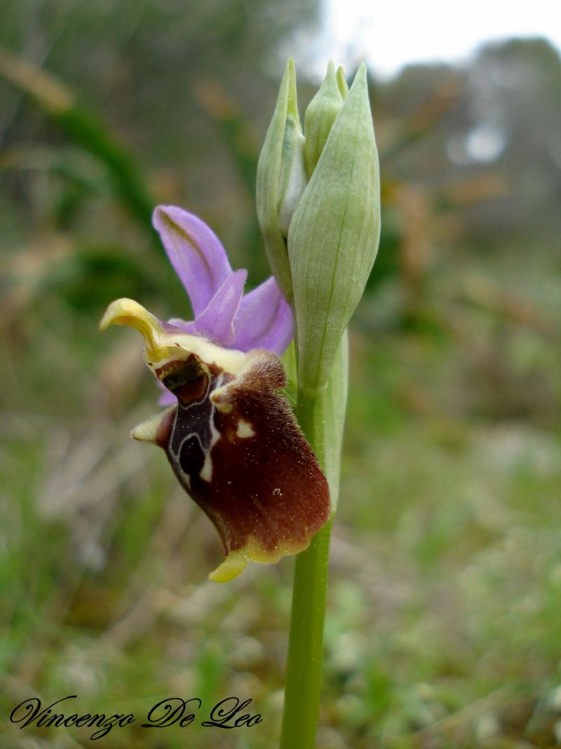 ophrys apulica