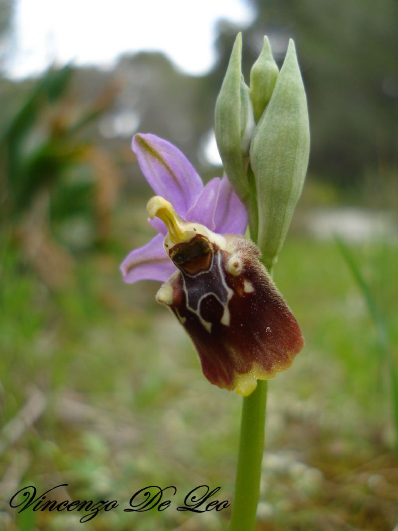 ophrys apulica