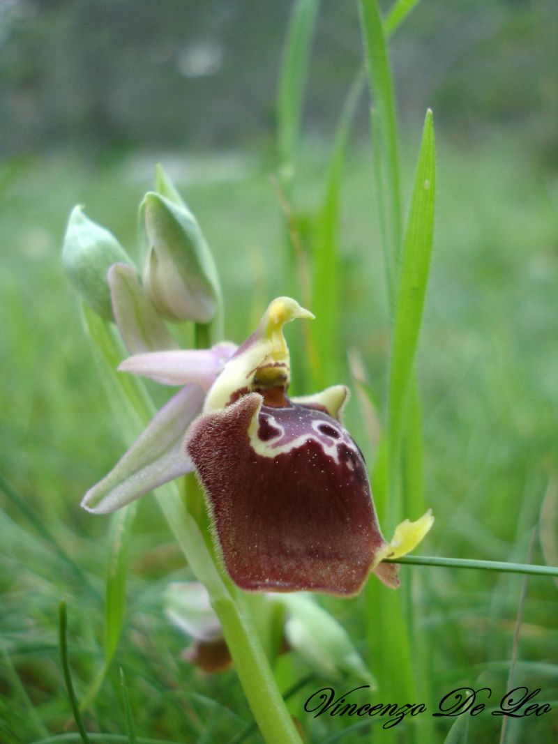 ophrys apulica