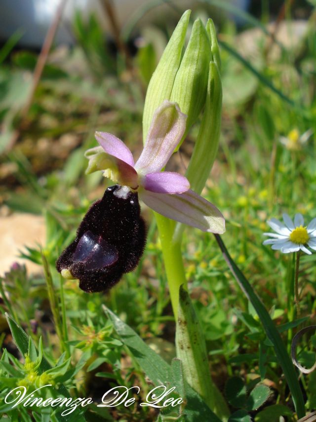 Ophrys bertolonii