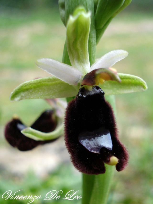 Ophrys bertolonii