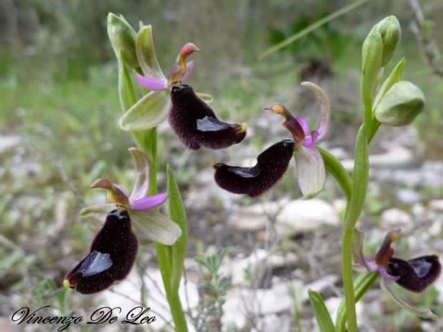 Ophrys bertolonii