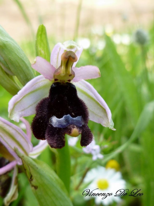 Ophrys bertolonii