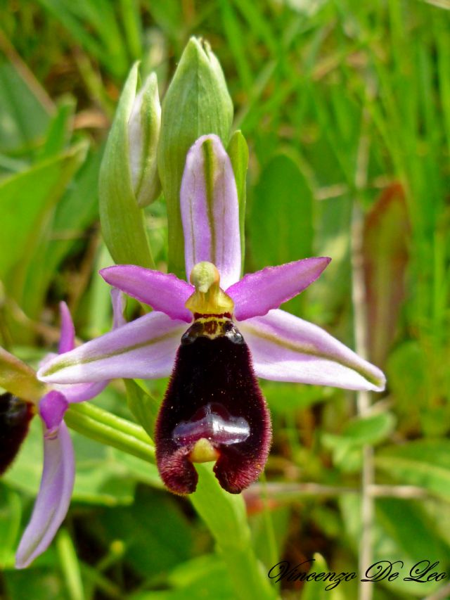 Ophrys bertolonii