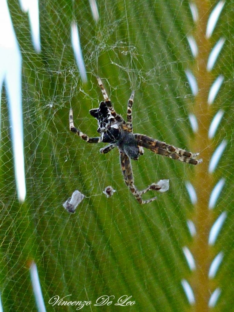 Cyrtophora citricola - Bari (BA)