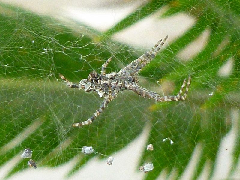 Cyrtophora citricola - Bari (BA)