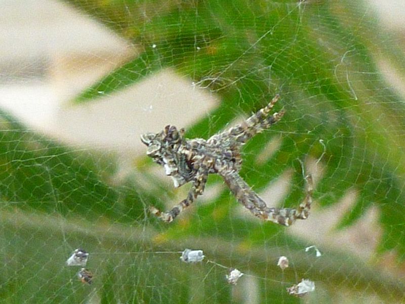 Cyrtophora citricola - Bari (BA)