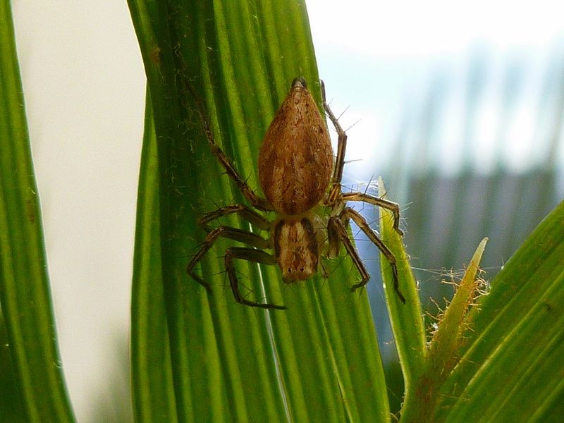 Oxyopes sp. - Bari