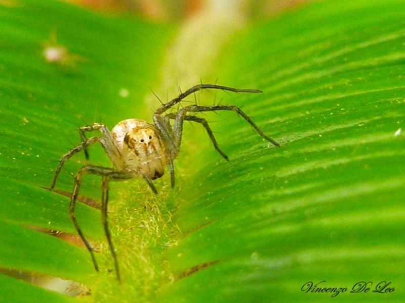 Oxyopes sp. - Bari