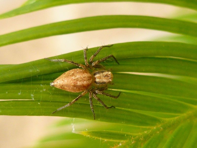 Oxyopes sp. - Bari