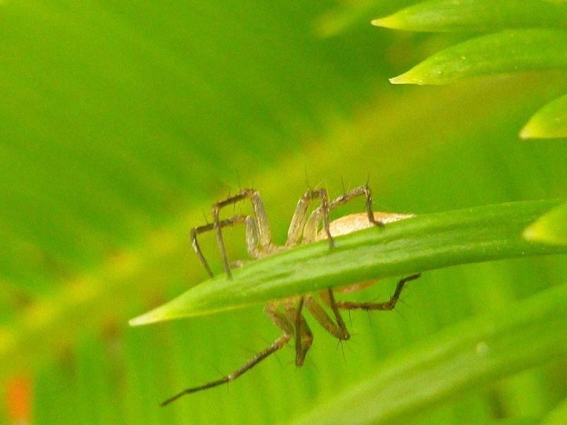 Oxyopes sp. - Bari