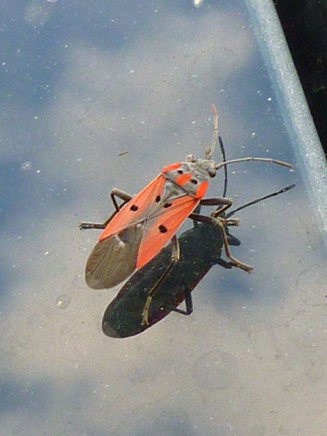 Lygaeidae: Lygaeus creticus