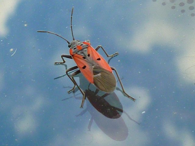 Lygaeidae: Lygaeus creticus