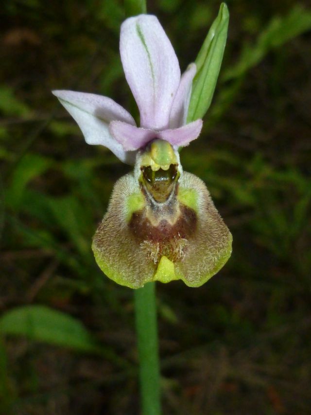 Ophrys tenthredinifera subsp. neglecta