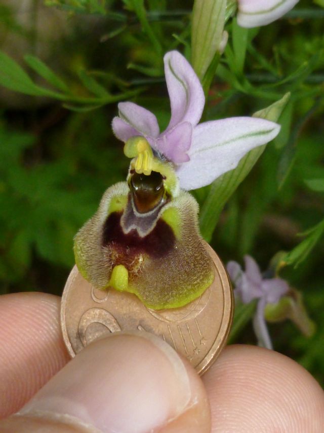 Ophrys tenthredinifera subsp. neglecta