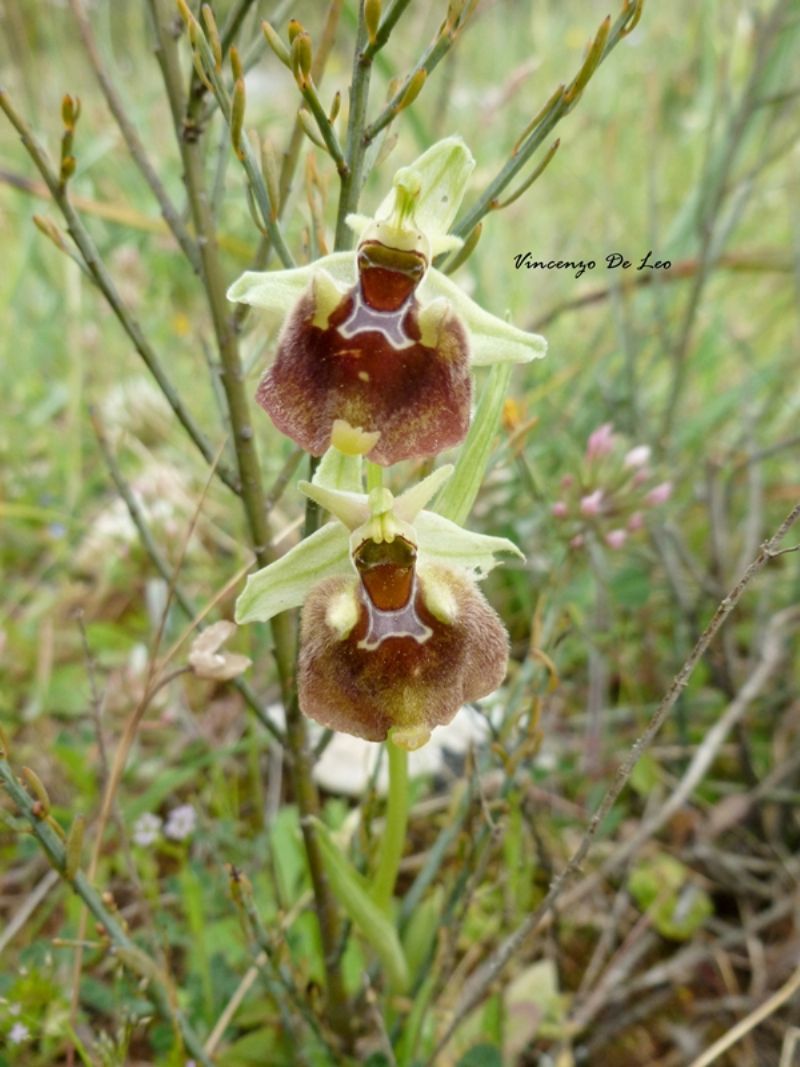 Ophrys parvimaculata