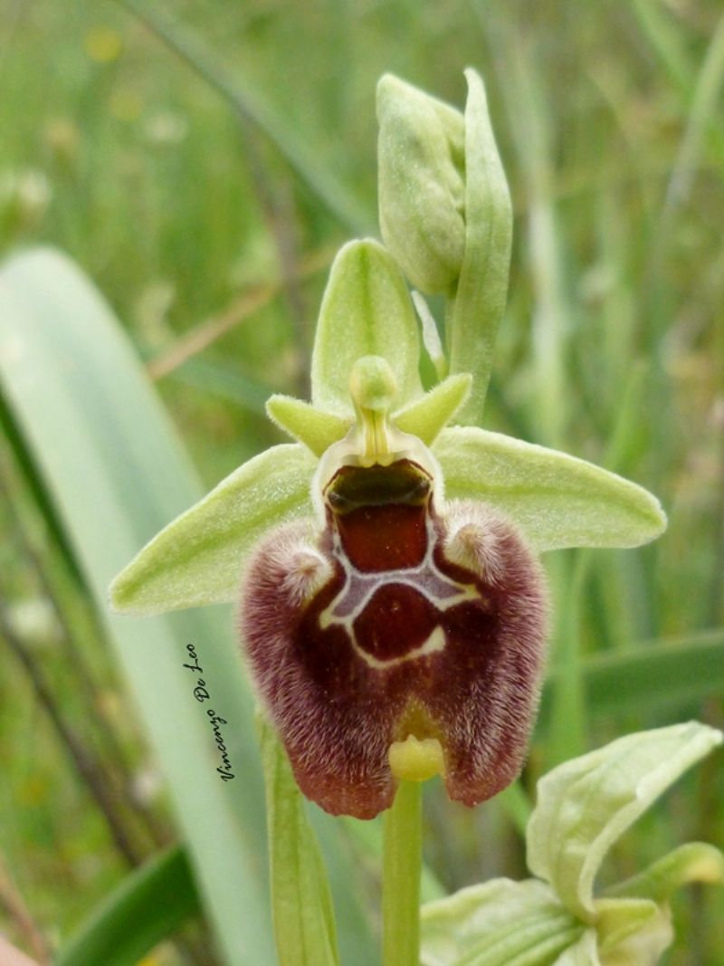 Ophrys parvimaculata