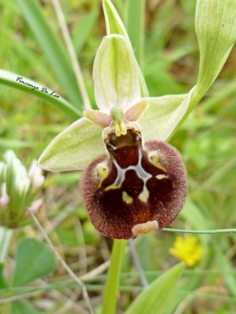 Ophrys parvimaculata