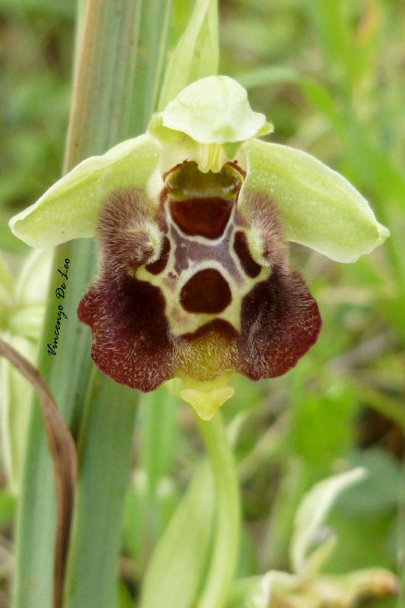 Ophrys parvimaculata