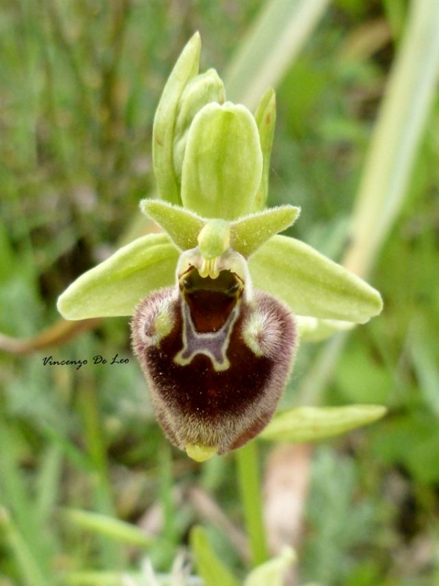 Ophrys parvimaculata