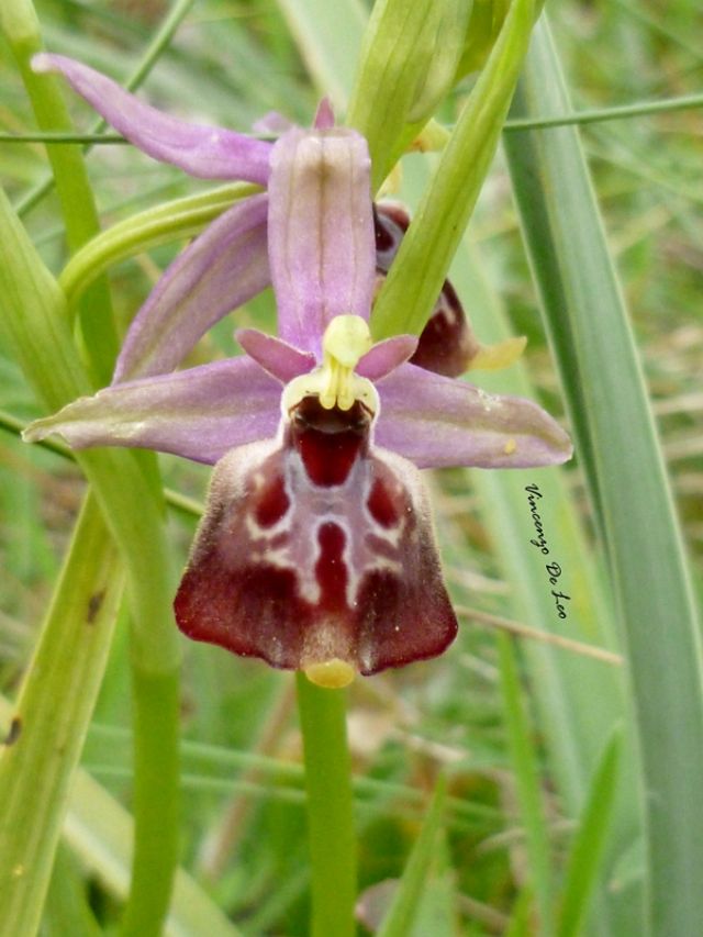 Ophrys parvimaculata